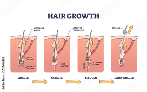Tableau sur toile Hair growth process stages with anatomical phases structure outline diagram, transparent background