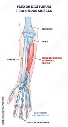 Tableau sur toile Flexor digitorum profundus muscle and human arm bones outline diagram, transparent background