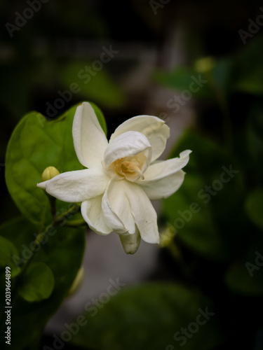 Amaizing Jasmine Blooming Flower Garden Plant, Beli ful