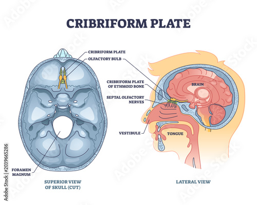 Billede på lærred Cribriform plate of ethmoid bone location in head outline diagram, transparent background
