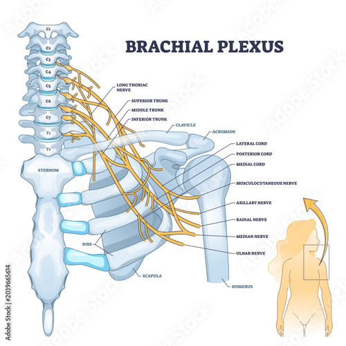Fotografía Brachial plexus network of nerves in the shoulder structure outline concept, transparent background
