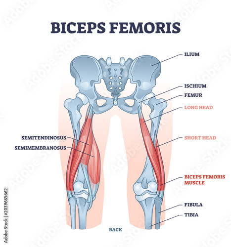 Biceps femoris muscle with human leg and thigh structure outline diagram, transparent background. Labeled educational medical physiology scheme with detailed bone anatomy illustration.