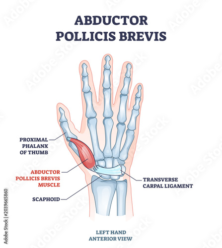 Fotografía Abductor pollicis brevis muscle with hand and palm bones outline diagram, transparent background