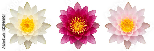 Three Water Lilies in White, Pink, and Magenta with Yellow Centers