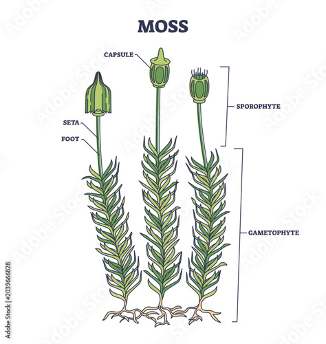 Moss biological anatomy with plant structure and parts outline diagram, transparent background. Labeled educational scheme with sporophyte, gametophyte, seta, foot and capsule location illustration.