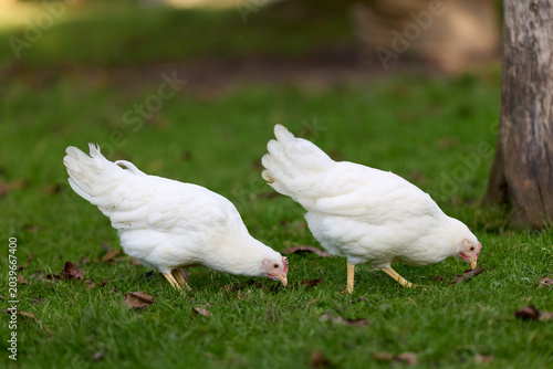 Photos Bright white chickens diligently peck at lush green grass, exploring and feeding in a natural, sunlit outdoor environment