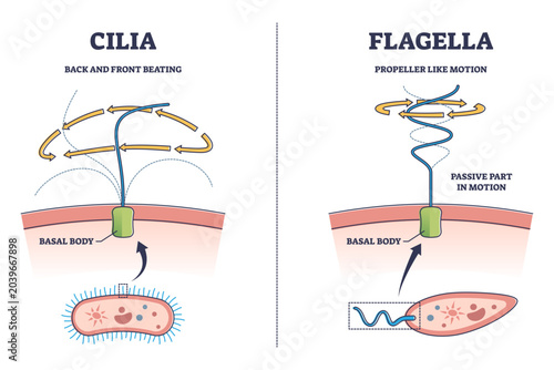 Фотография Cilia and flagella biological structure difference comparison outline diagram, transparent background