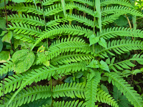 Foto fern plant or widely known as fern