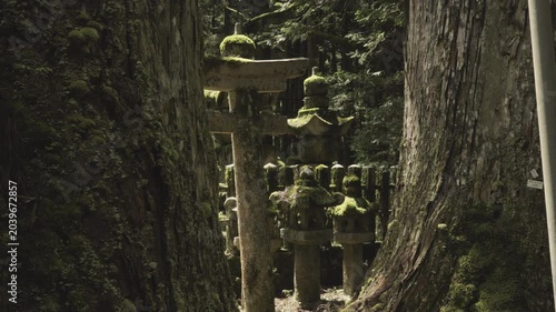 Ancient 600-Year-Old Cedar Giant and Pilgrimage Path at Okunoin, Koyasan – UNESCO World Heritage, Wakayama, Japan世界遺産・高野山奥之院「樹齢約600年の杉の巨木と参詣道」和歌山県高野町