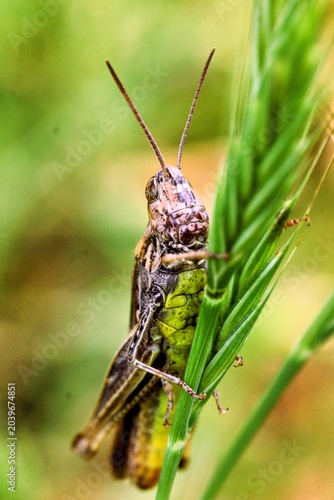grasshopper on a leaf