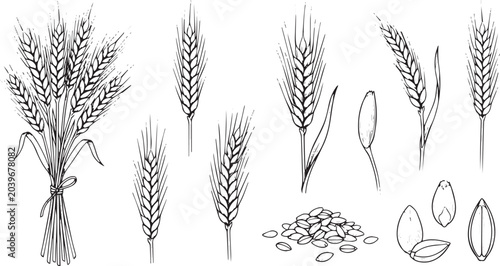 Elegant line art depiction of wheat ears and grains, an essential agricultural staple, representing natural produce, wholesome ingredients, and bountiful harvests in a hand-drawn style