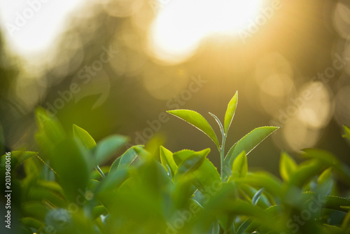 Foto Close up Tree tea plant green nature in morning