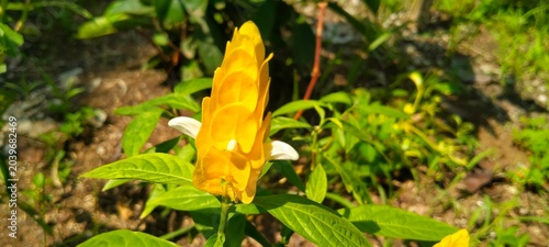 Foto Macro shot of golden shrimp plant Pachystachys lutea flower spike with green lea