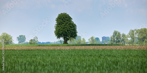 Foto Peaceful rural landscape with a vibrant green field, a tilled strip, and a prominent solitary tree against a clear sky, symbolizing growth and tranquility