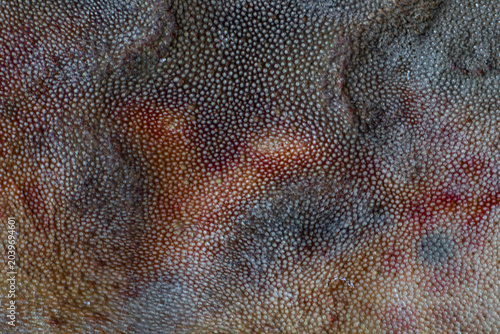 Bild auf Leinwand Macro close-up of multicolor dotted animal skin texture with organic spotted pattern, rough surface detail, and abstract natural background