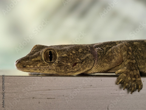 Beautiful Brown-Eyed Gecko, Gekko
