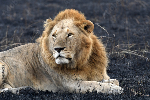 Photography African Lions Photographed against burnt Savannah Grass at Maasai Mara National