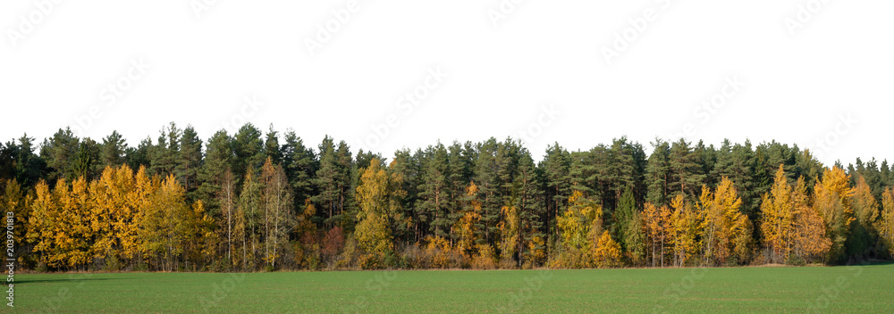 Obraz premium Landscape with forest and trees in autumn colours, isolated on white and transparent background