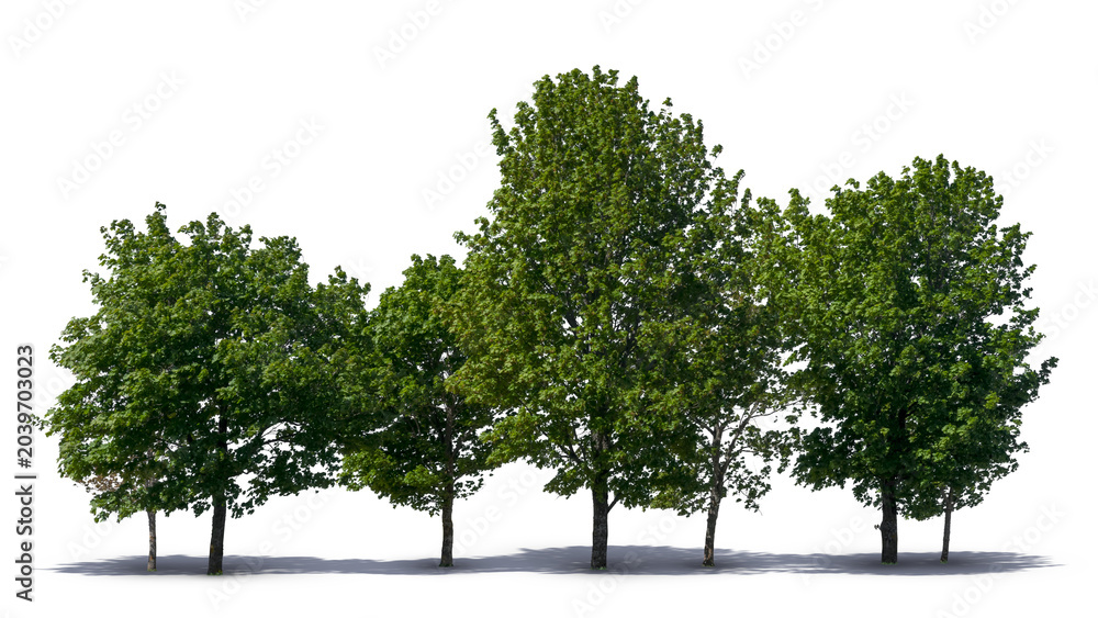 Obraz premium Group of green deciduous trees isolated on white and transparent background