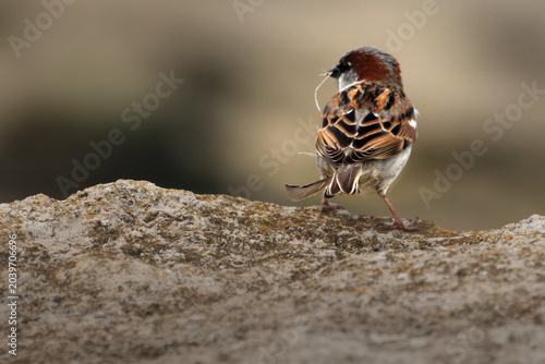 Konstfotografi Chaffinch with grub
