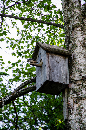 wooden bird house