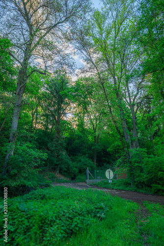 path in the woods
