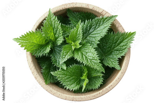 Fresh Green Nettle Leaves in Round Wooden Bowl on Black Background herb