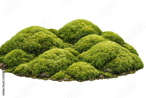 Lush green mossy mounds detailed texture, isolated on transparent background