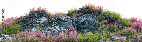Pink flower bushes and rocks on a hillside isolated on transparent background, realistic heather mound cutout element for architectural rendering and digital landscape design.