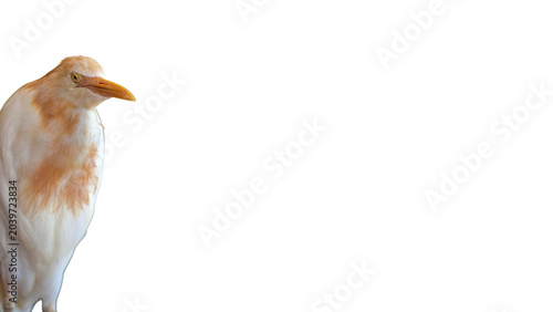 Bild auf Leinwand half body of cattle egret standing on white background, isolated adult cattle eg