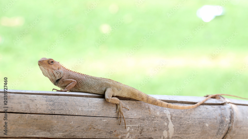 Fototapeta premium This species is well-known for its ability to change color, particularly during the breeding season when males may develop a bright red head and throat.