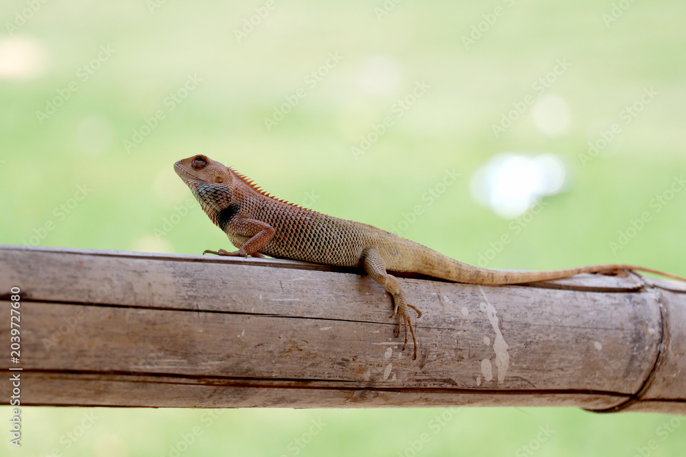 Fototapeta premium These lizards are common in South Asia and can be found perching on branches or poles.