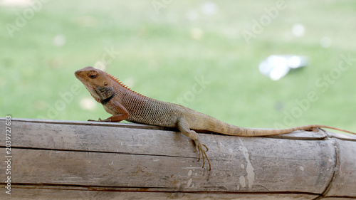 Konstfotografi This is an Oriental garden lizard, also known as the changeable lizard or Calote