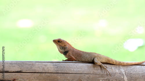 Konstfotografi It is also frequently referred to as the Changeable Lizard due to its ability to change color, or sometimes the Bloodsucker because of the red coloring males develop during breeding season