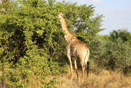 Photography Giraffe / Giraffe / Giraffa camelopardalis