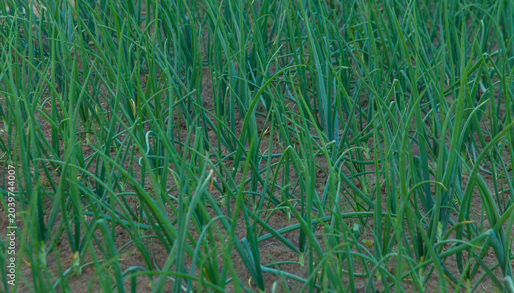 Obraz premium Onions growing in the garden. Selective focus.