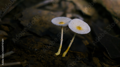 Bild auf Leinwand Two Leucocoprinus fragilissimus Fragile Dapperlings Side by Side — Striate Caps