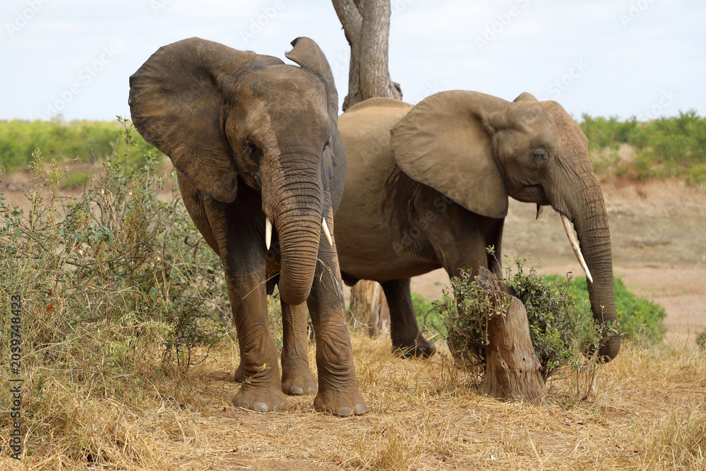 Fototapeta premium Afrikanischer Elefant / African elephant / Loxodonta africana