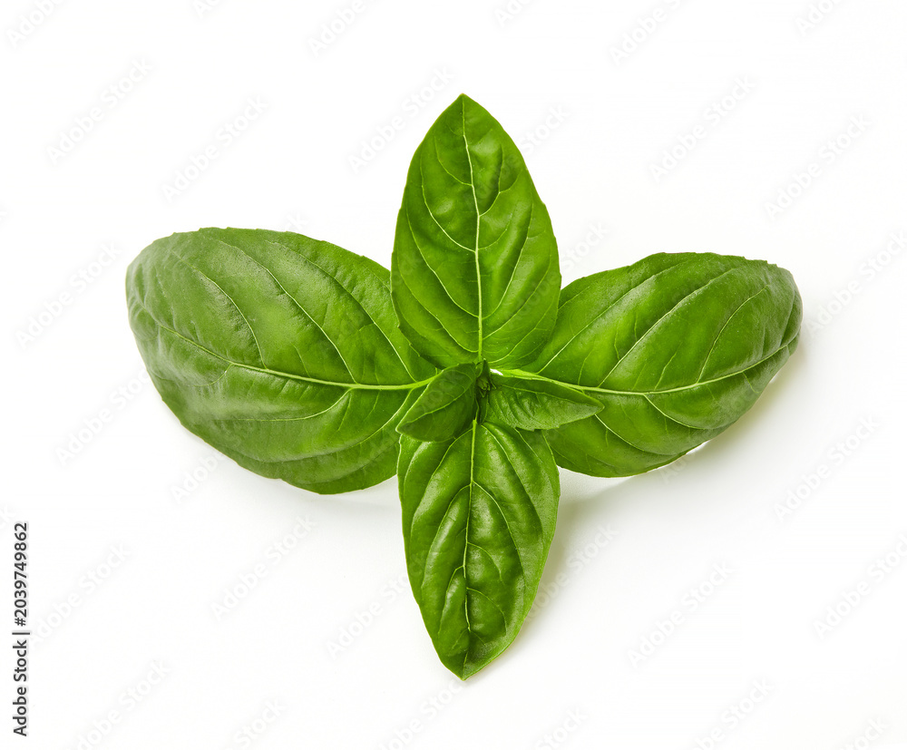 Fototapeta premium Fresh basil leaves isolated on white background, green sweet basil herb top view