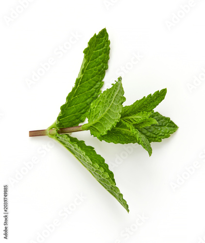 Mint leaves isolated on white background