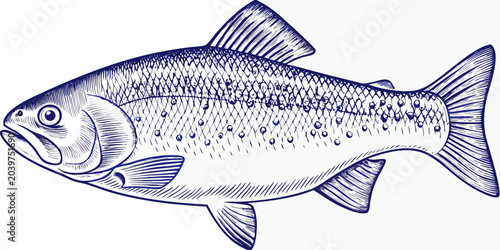 detailed fish engraving blue line art marine