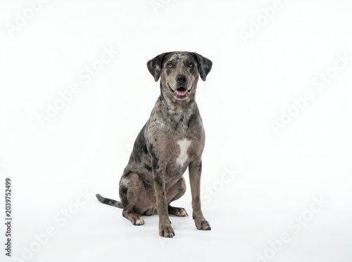 Happy Catahoula Leopard Dog sitting and looking at the camera against a clean white background
