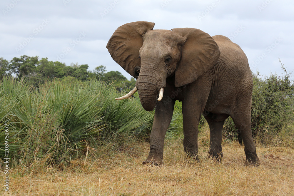 Fototapeta premium Afrikanischer Elefant / African elephant / Loxodonta africana