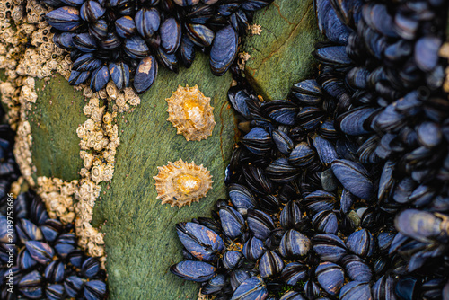 Fotografía Barnacles, common mussels and limpets growing on a rock on an Irish beach, mollu