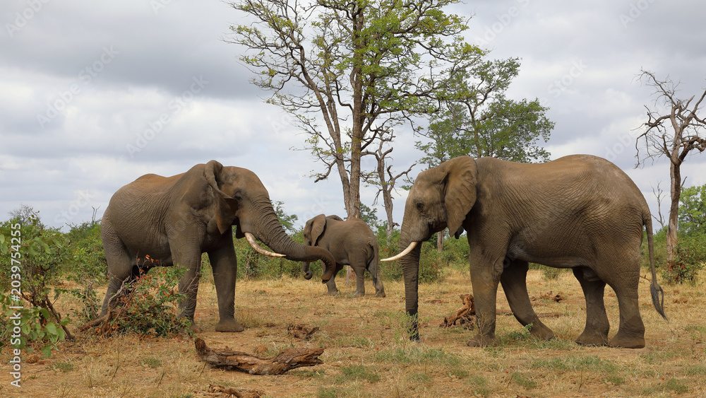 Fototapeta premium Afrikanischer Elefant / African elephant / Loxodonta africana