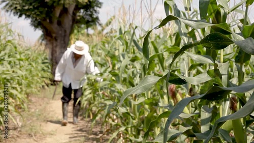 farmer working in corn field