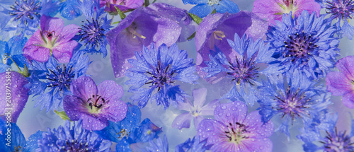 blue bloom tapestry with campanula, cornflower and vinca or periwinkle flowers background