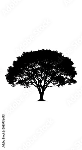 Black Spreading Tree Silhouette Standing Isolated on White Background