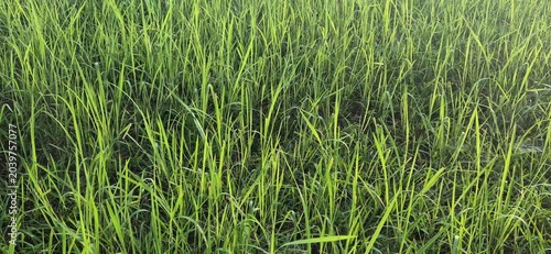 green grass background