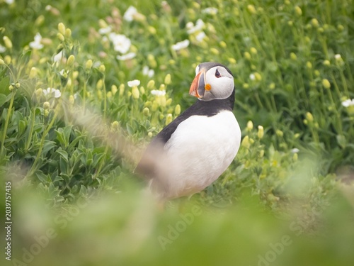 atlantic puffin or common puffin